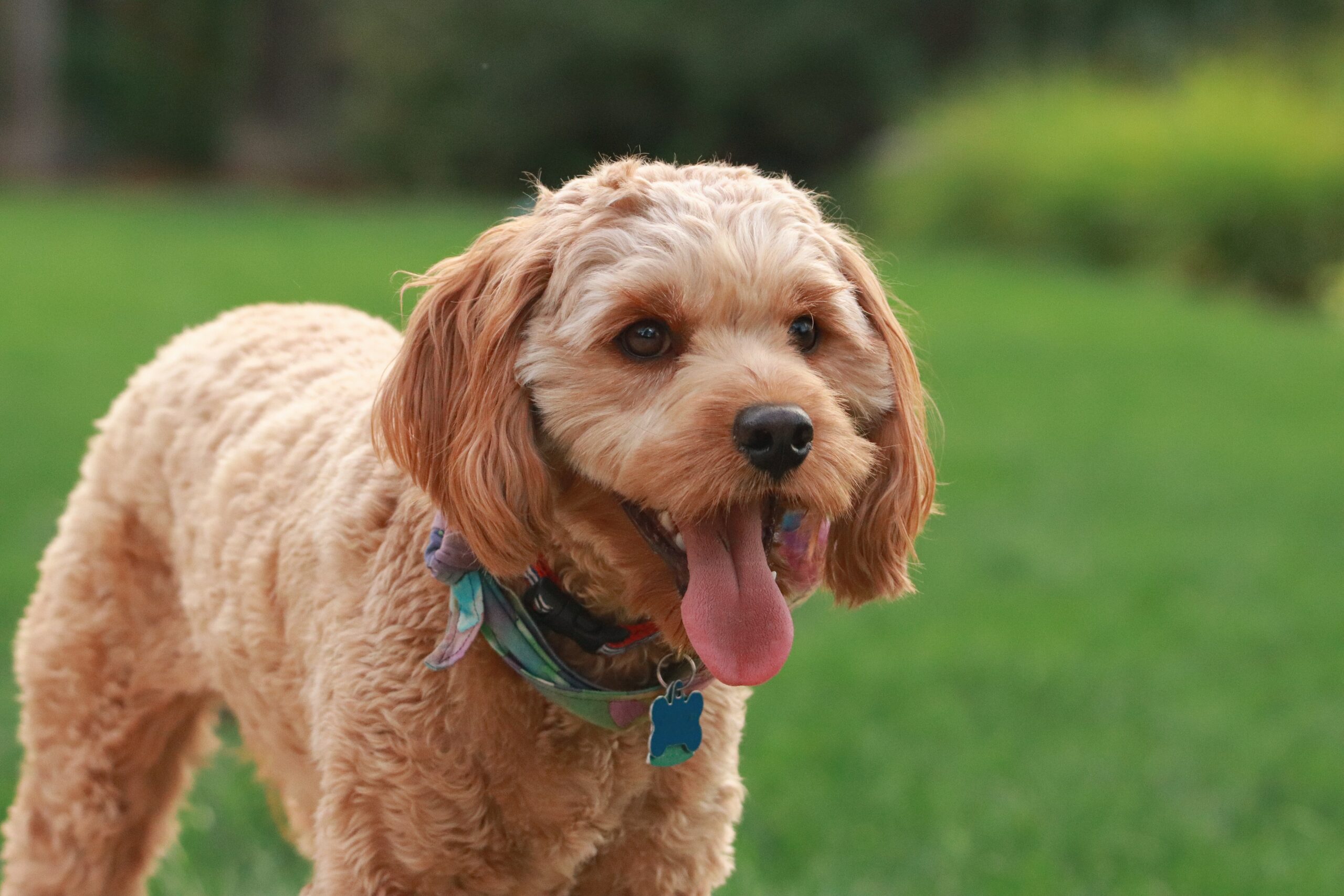 Miniature Poodle Mix
