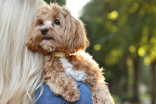 Cavapoo playing