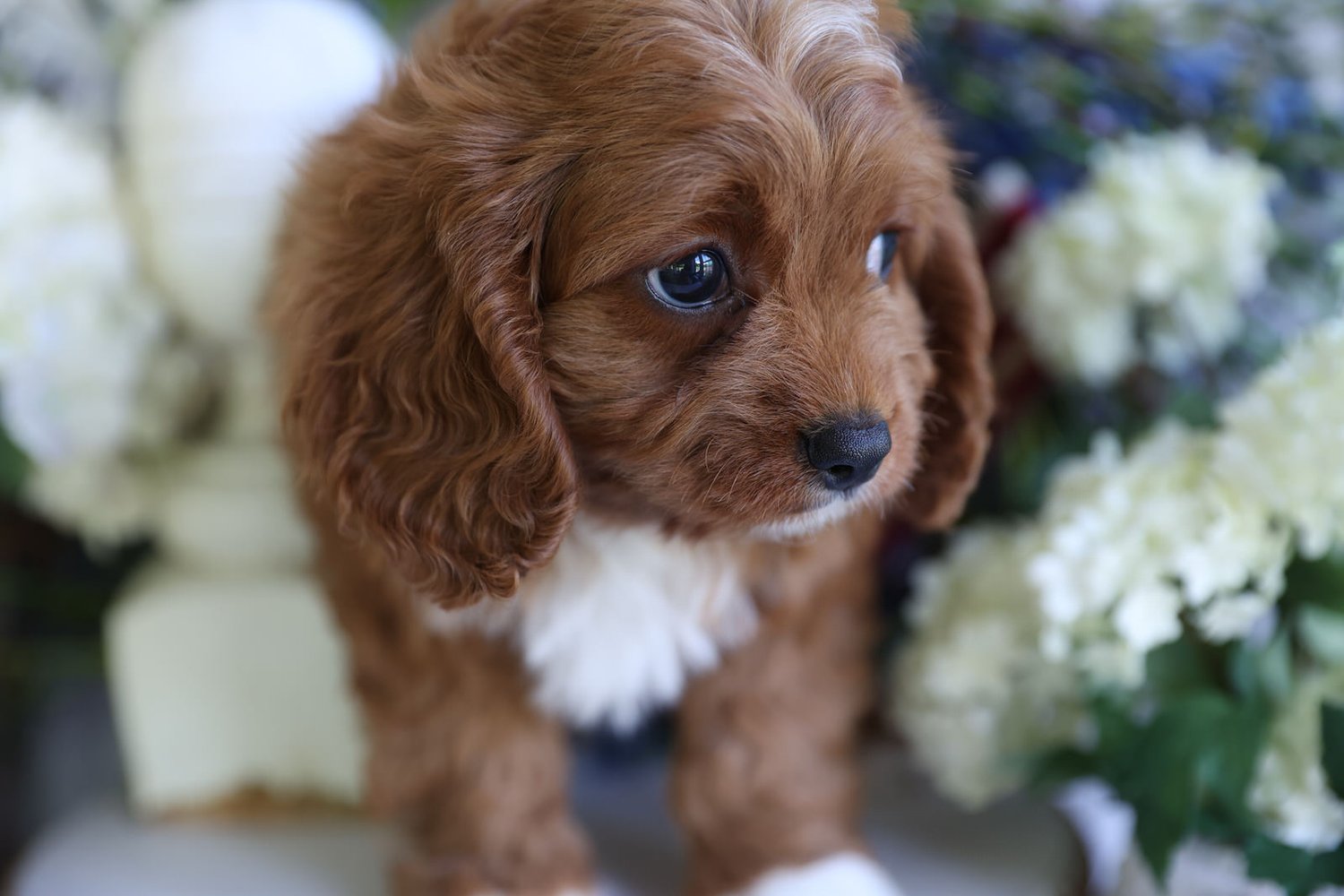 Cavapoo sleeping
