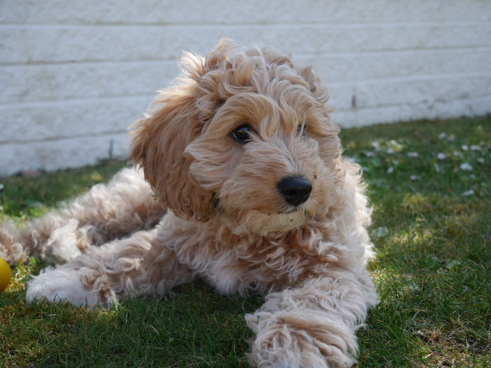 Cavapoo with family