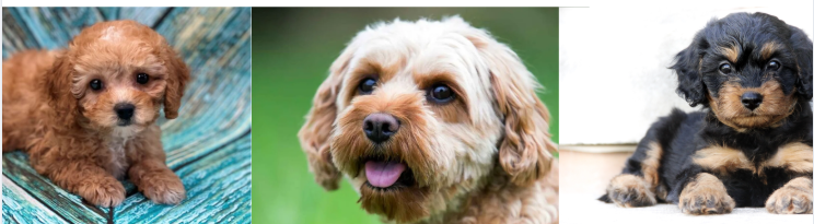 Cute Cavapoo puppy