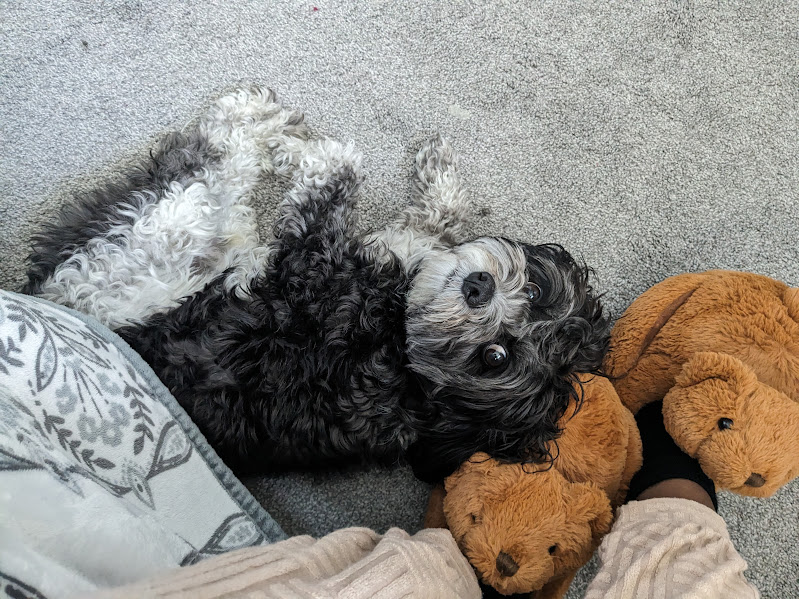 currentdog