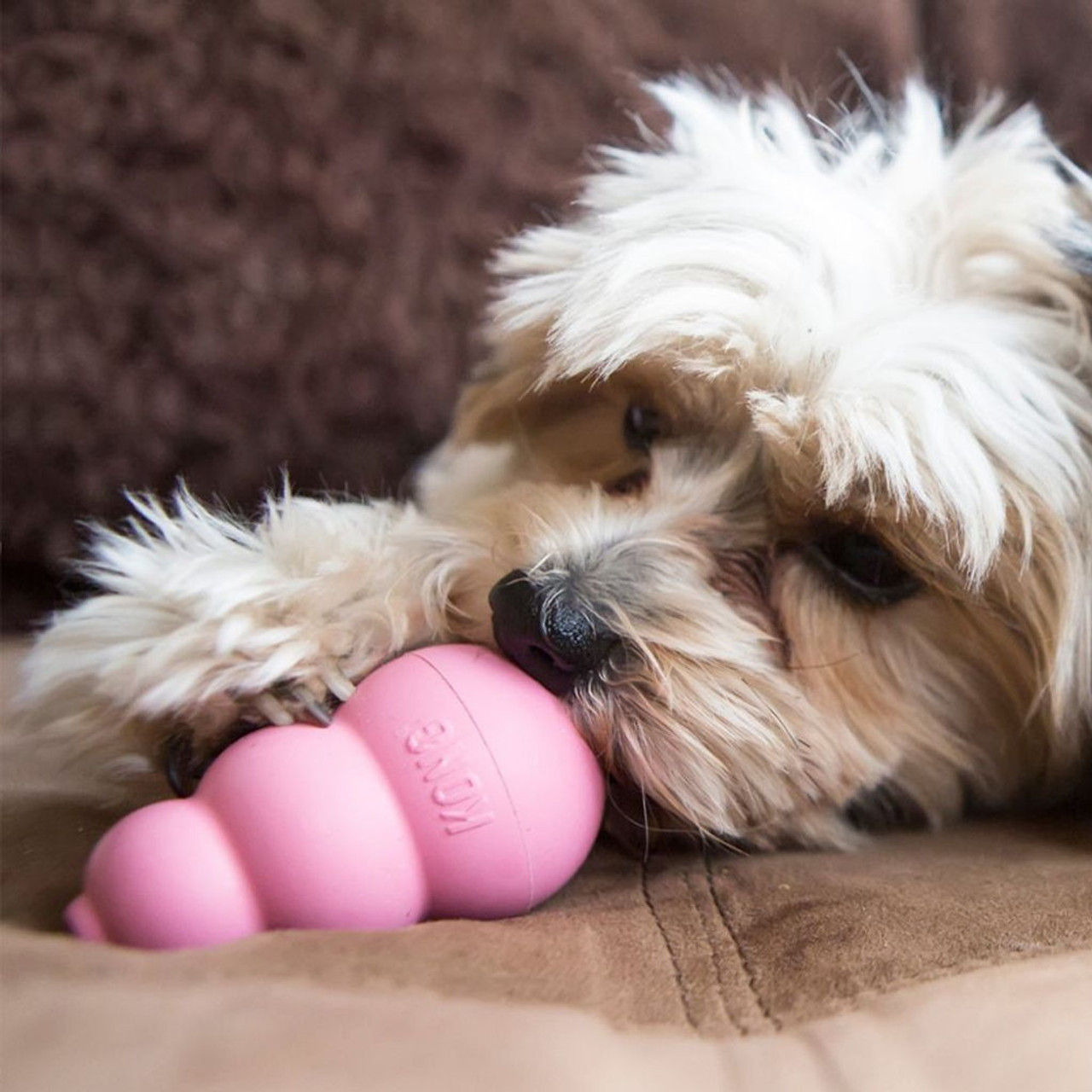 Kong puppy toy