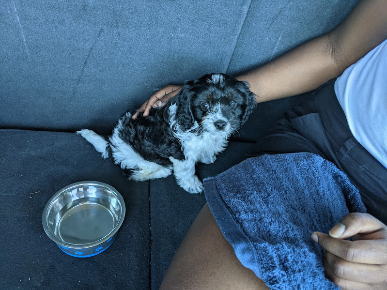 puppy