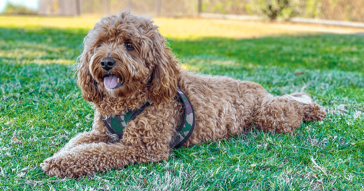 Standard Poodle Mix