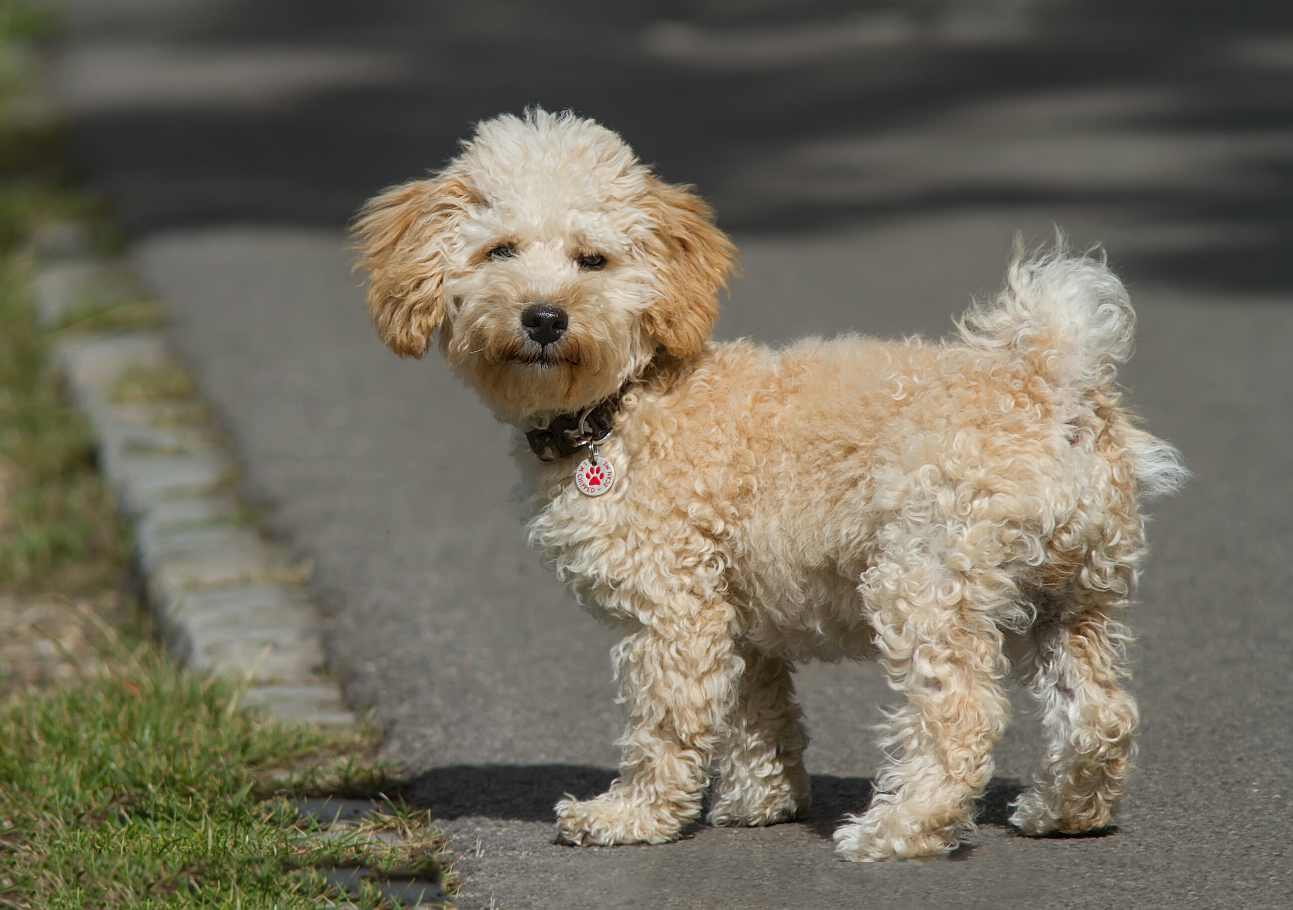 Toy Poodle Mix
